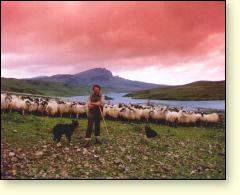 Sheeps at Skye